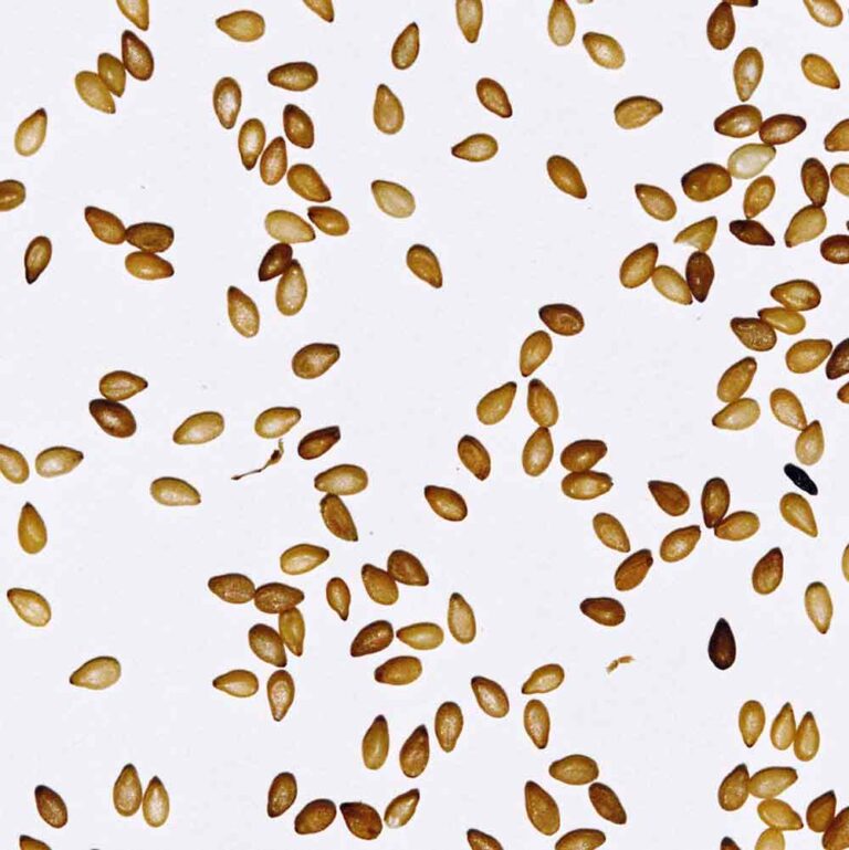 Daphnis And Chloe - Evros Sesame Seeds - Glass Jar - 90 g