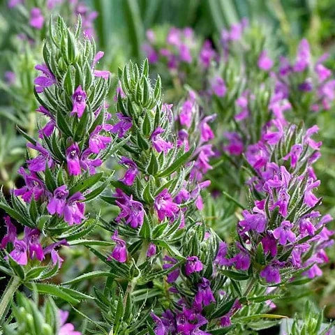 Burlap & Barrel - Flowering Hyssop Thyme