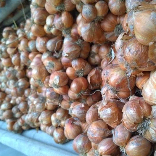 Burlap & Barrel - Purple Shallot Slices