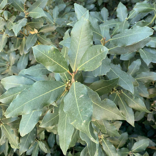 Burlap & Barrel - Laurel Bay Leaves (Ground)