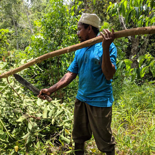Burlap & Barrel - Cinnamon Verum