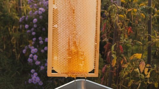 A wooden hive frame of capped honeycomb being uncapped over a steel tub, with purple asters and goldenrod in a garden behind it