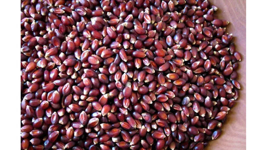 Rancho Gordo Crimson Popping Corn