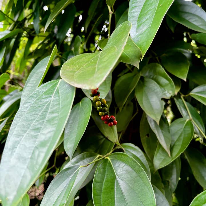 Close-up of green leaves with small red berries on a tree