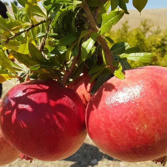 Two pomegranates hanging from a tree with green leaves.