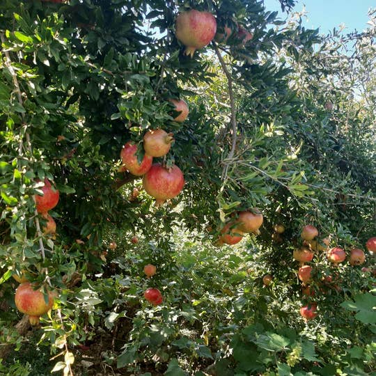 Ripe pomegranates hanging from a tree with green leaves.