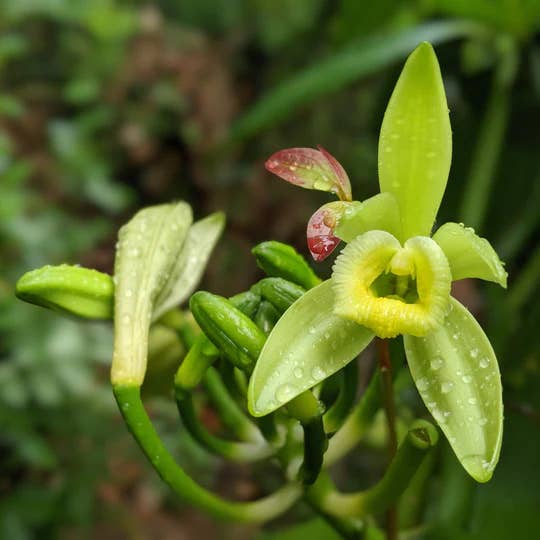 Close-up of a green orchid with water droplets on a blurred green background