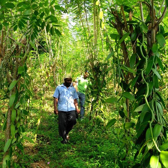 Two people walking through a lush green vanilla plantation.