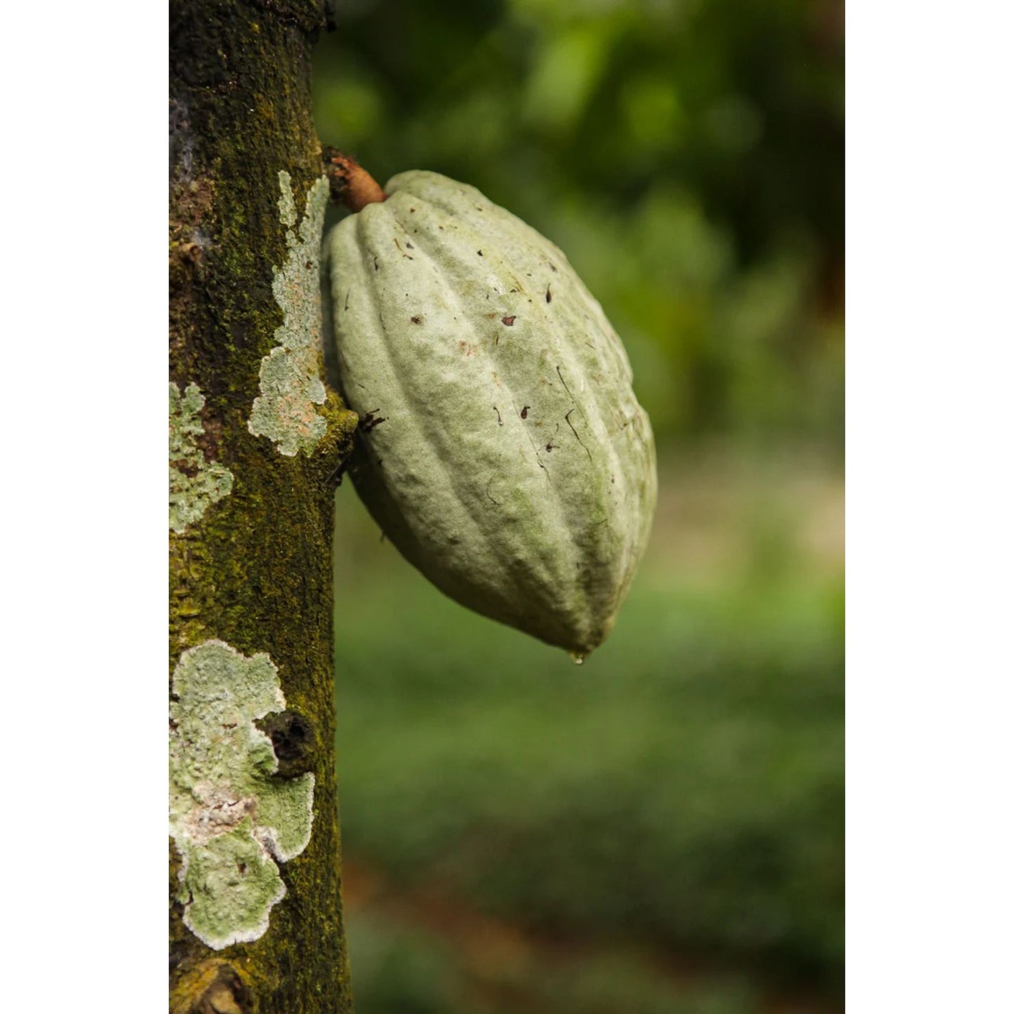 Goodnow Farms - Single Origin White Chocolate - 60% - 1.94 oz.