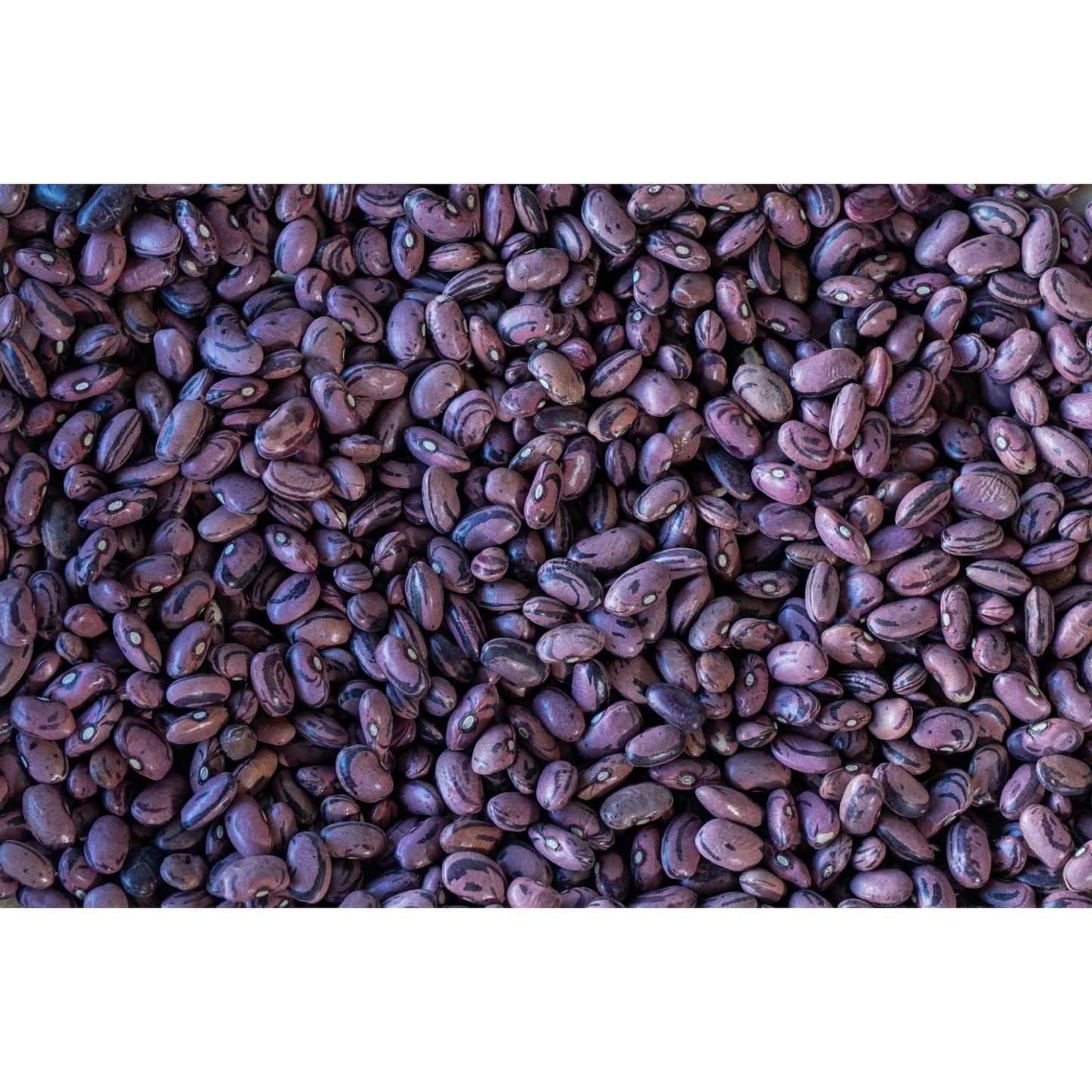 Rancho Gordo - Rio Zape Bean