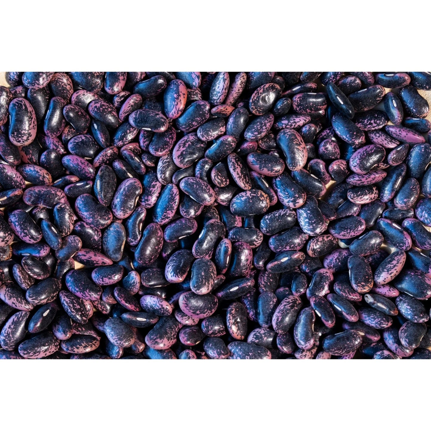 Rancho Gordo - Scarlet Runner Bean
