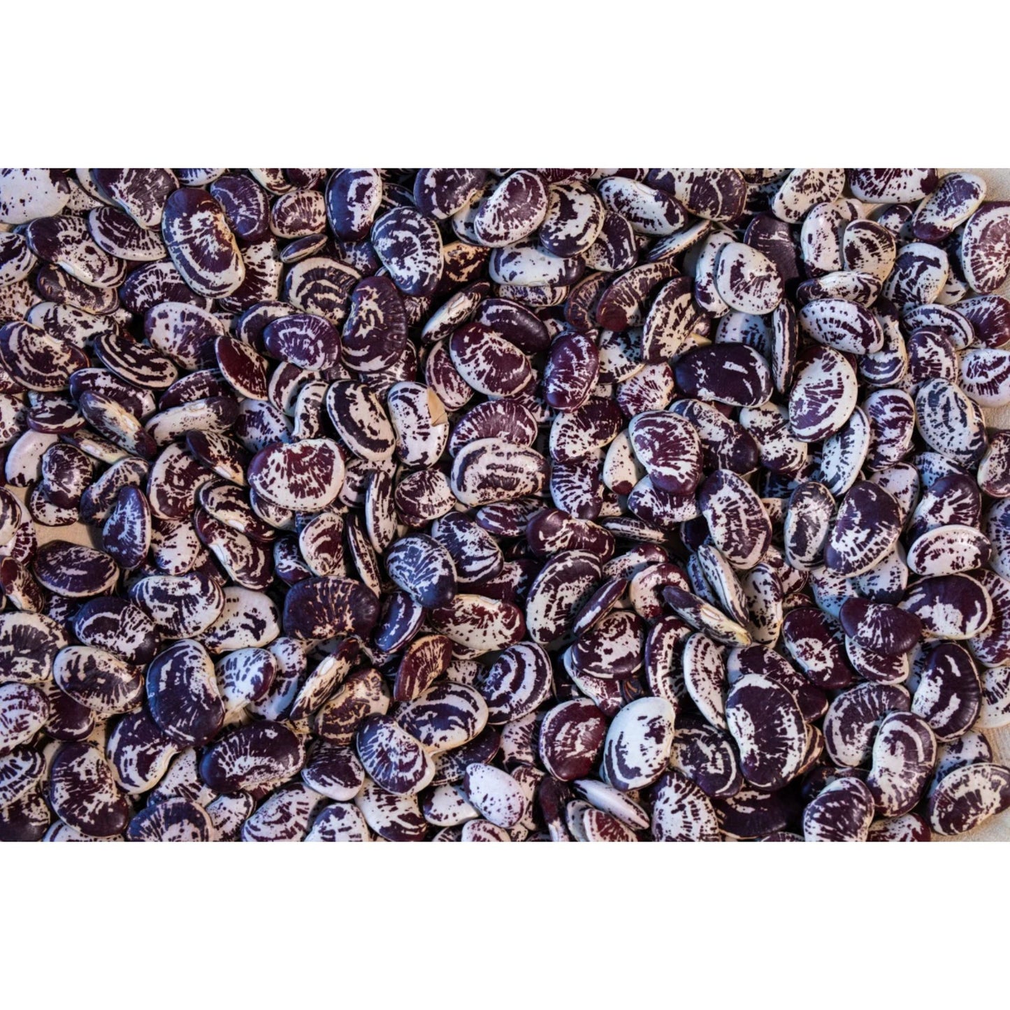 Rancho Gordo - Christmas Lima Bean