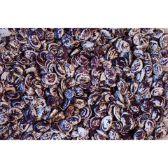 Rancho Gordo - Christmas Lima Bean