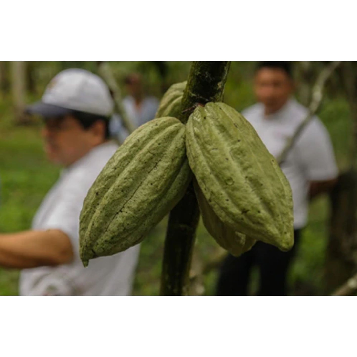 Goodnow Farms - Single Origin White Chocolate - 60% - 1.94 oz.