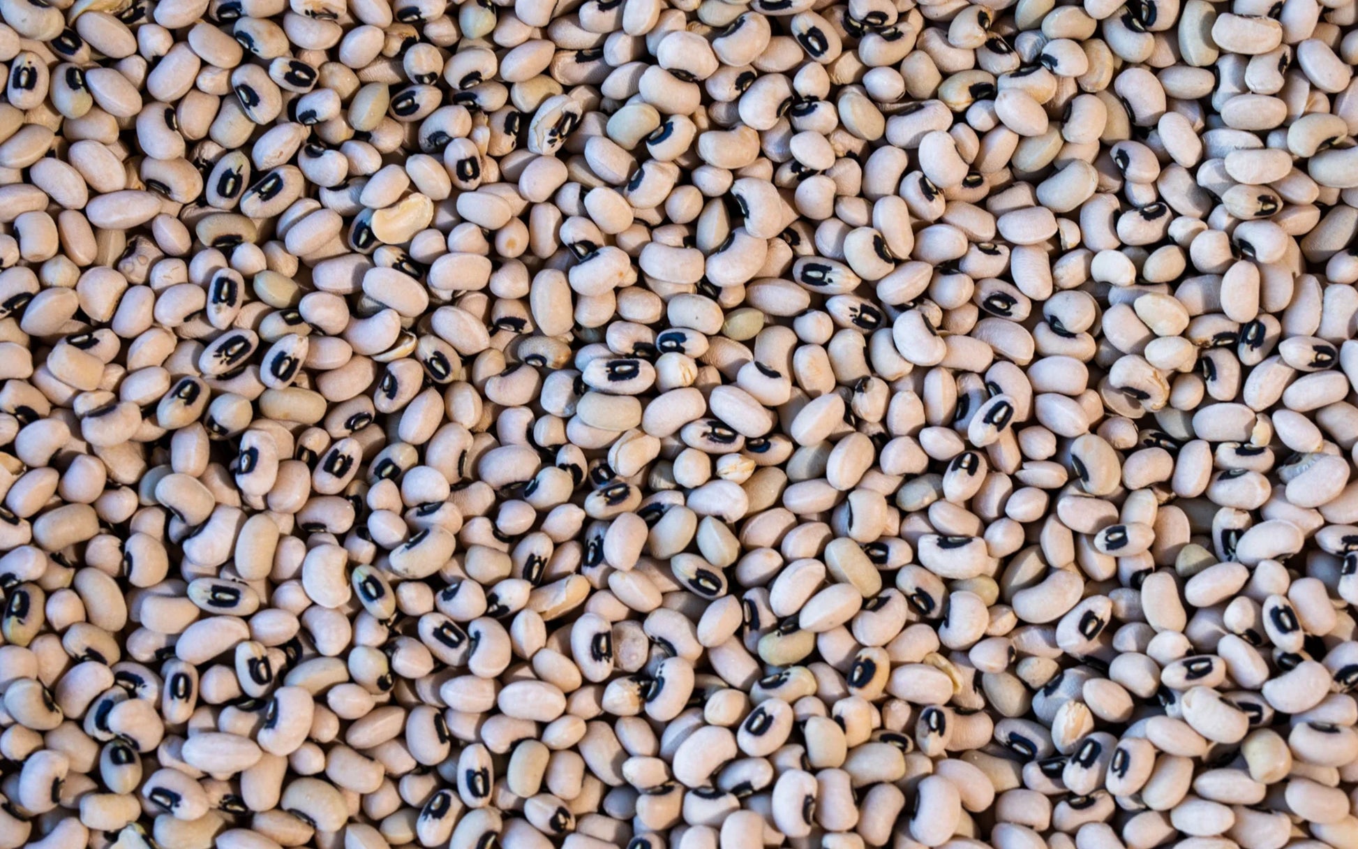 Rancho Gordo - Black Eyed Pea