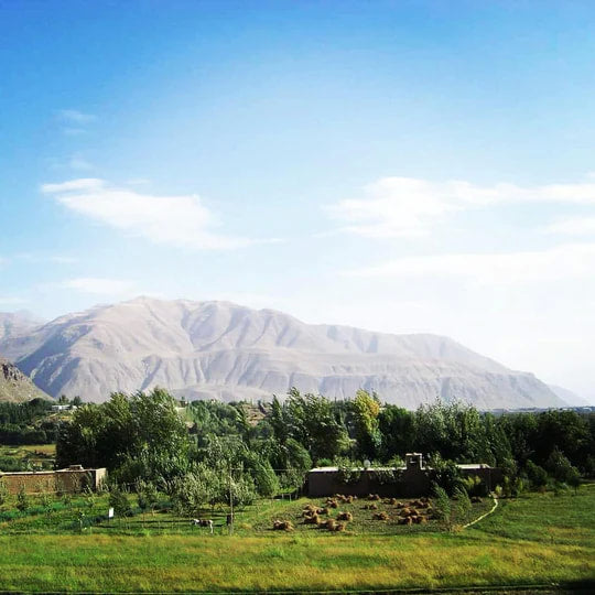 Burlap & Barrel - Wild Mountain Cumin Seeds