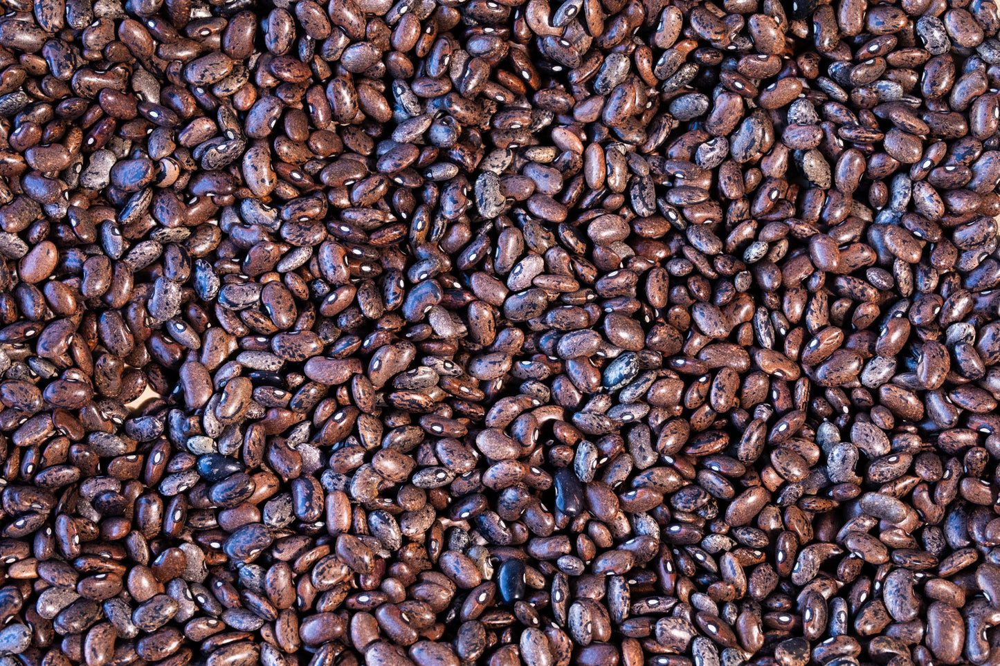 Rancho Gordo - Moro Bean