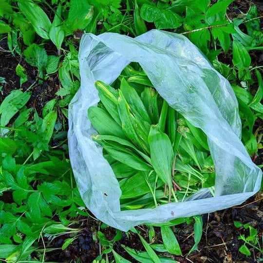 Burlap & Barrel - Wild Ramp Leaves