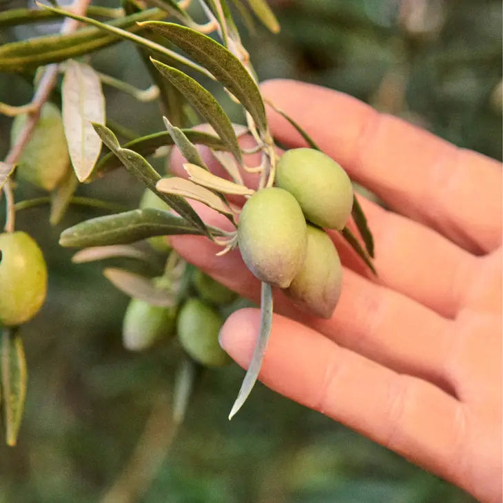 Graza - Drizzle - Olive Oil