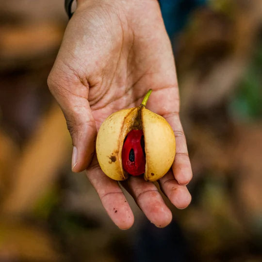 Burlap & Barrel - Grenada Gold Nutmeg