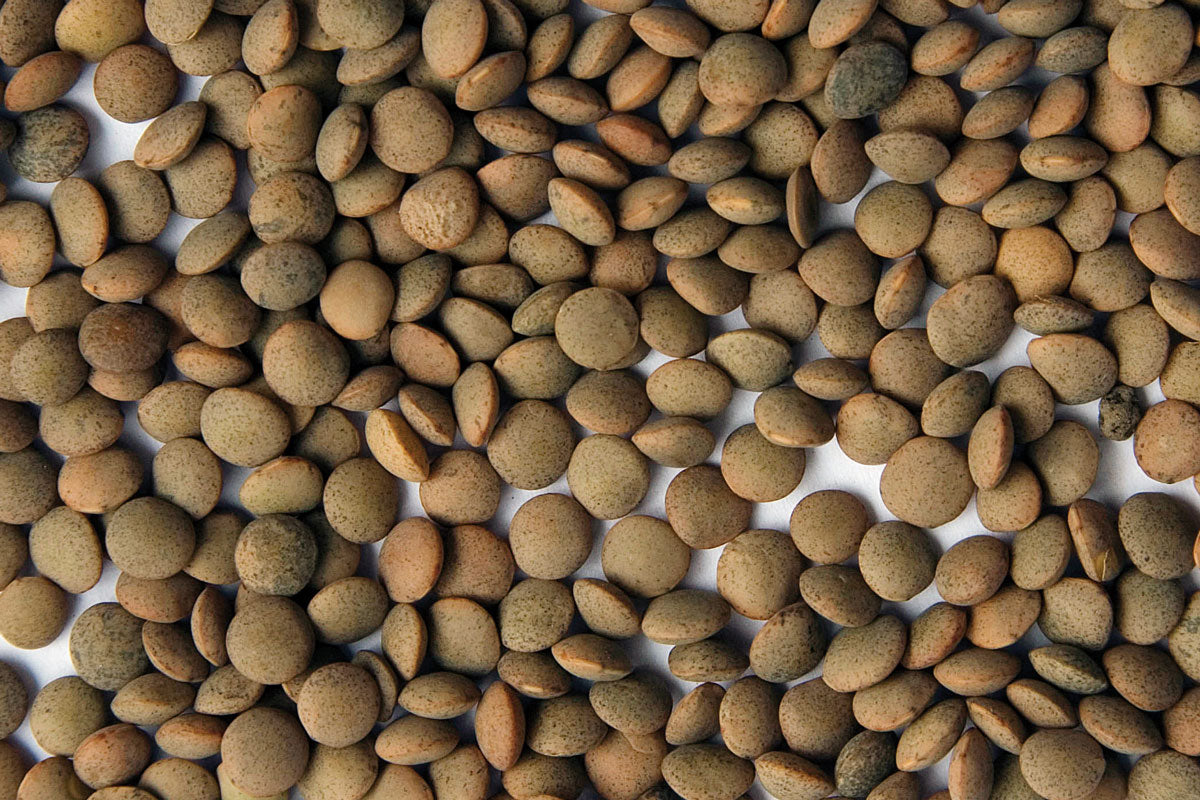 Zursun - Heirloom Spanish Pardina Lentil - 1.5 lb.