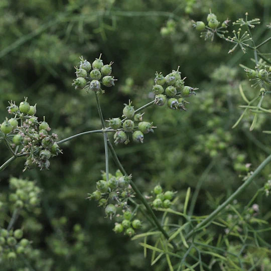 Burlap & Barrel - Red River Coriander (Ground)