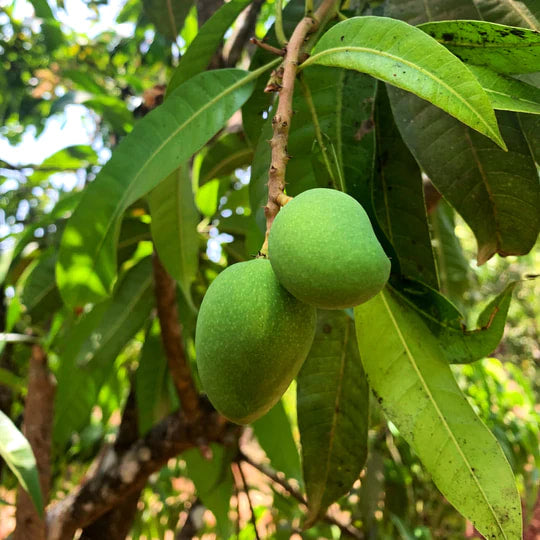 Burlap & Barrel - Alphonso Mango Amchur