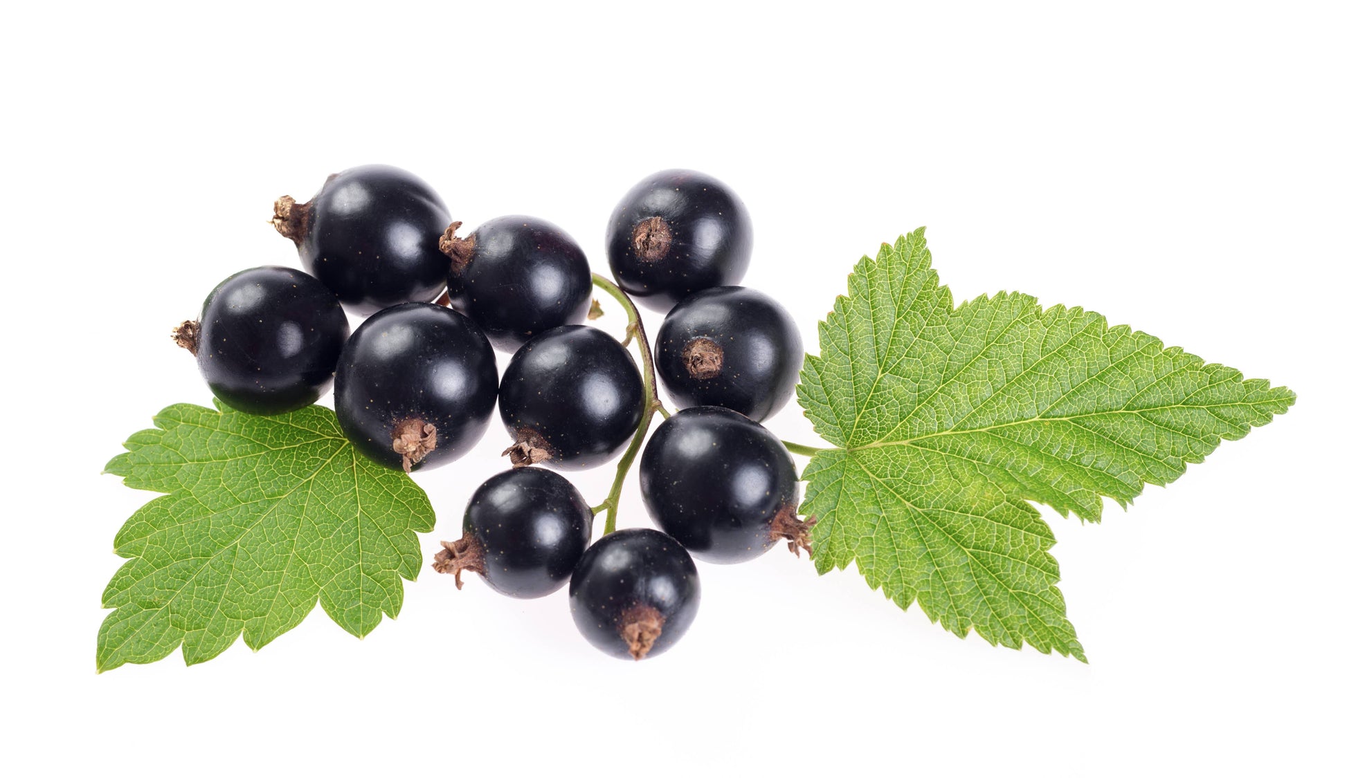 ImmuneSchein - Black Currant Ginger Elixir - 8.5 fl. oz. - Good Food Award Winner