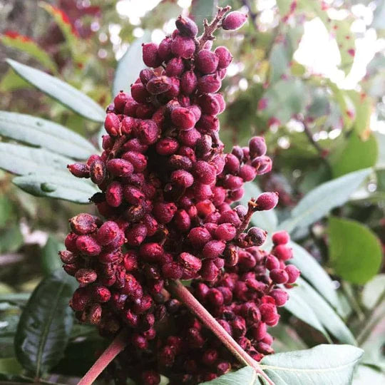Burlap & Barrel - Cured Sumac