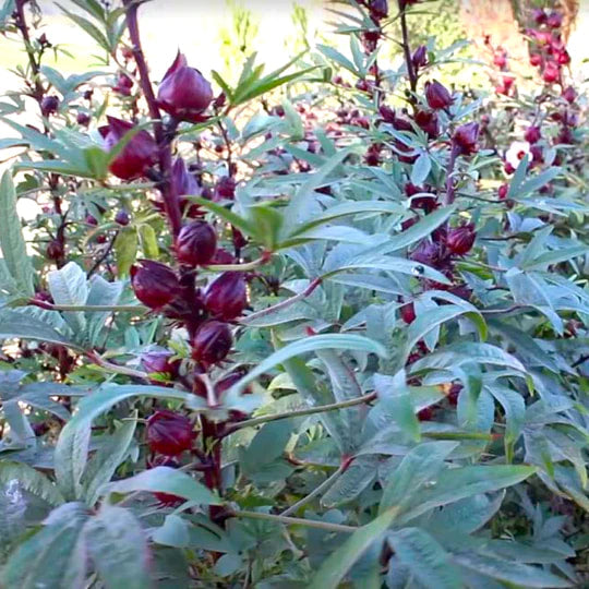 Burlap & Barrel - Desert Hibiscus
