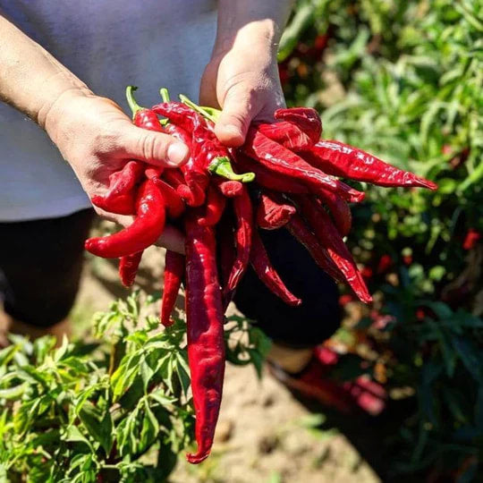 Burlap & Barrel - Smoked Pimentón Paprika