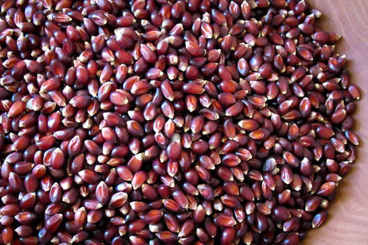 Rancho Gordo - Crimson Popping Corn