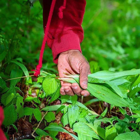 Burlap & Barrel - Wild Ramp Leaves