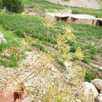 Burlap & Barrel - Wild Mountain Cumin Seeds