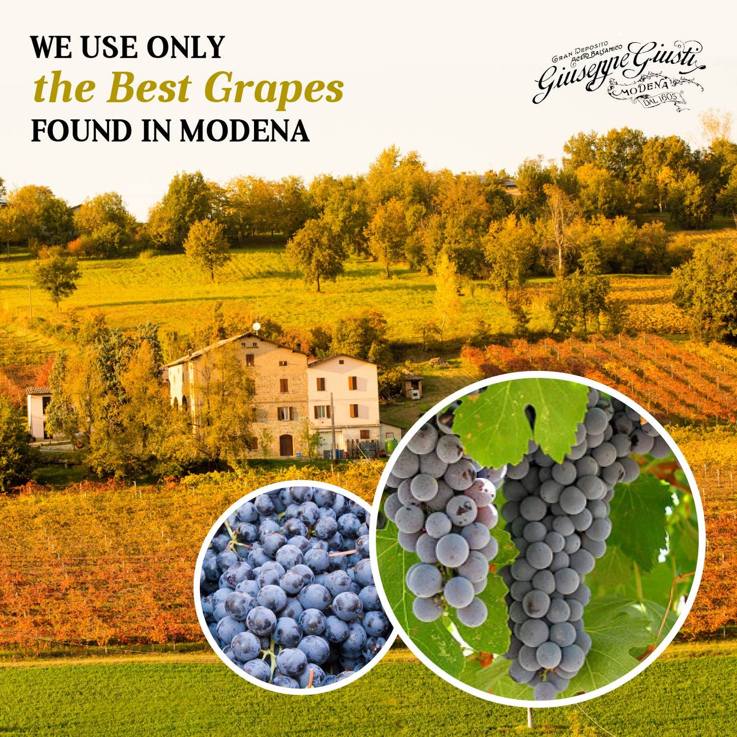 Giuseppe Giusti - 5 Gold Medals - Banda Rossa - Balsamic Vinegar - 20 Yr. - 3.38 oz. - Round Bottle