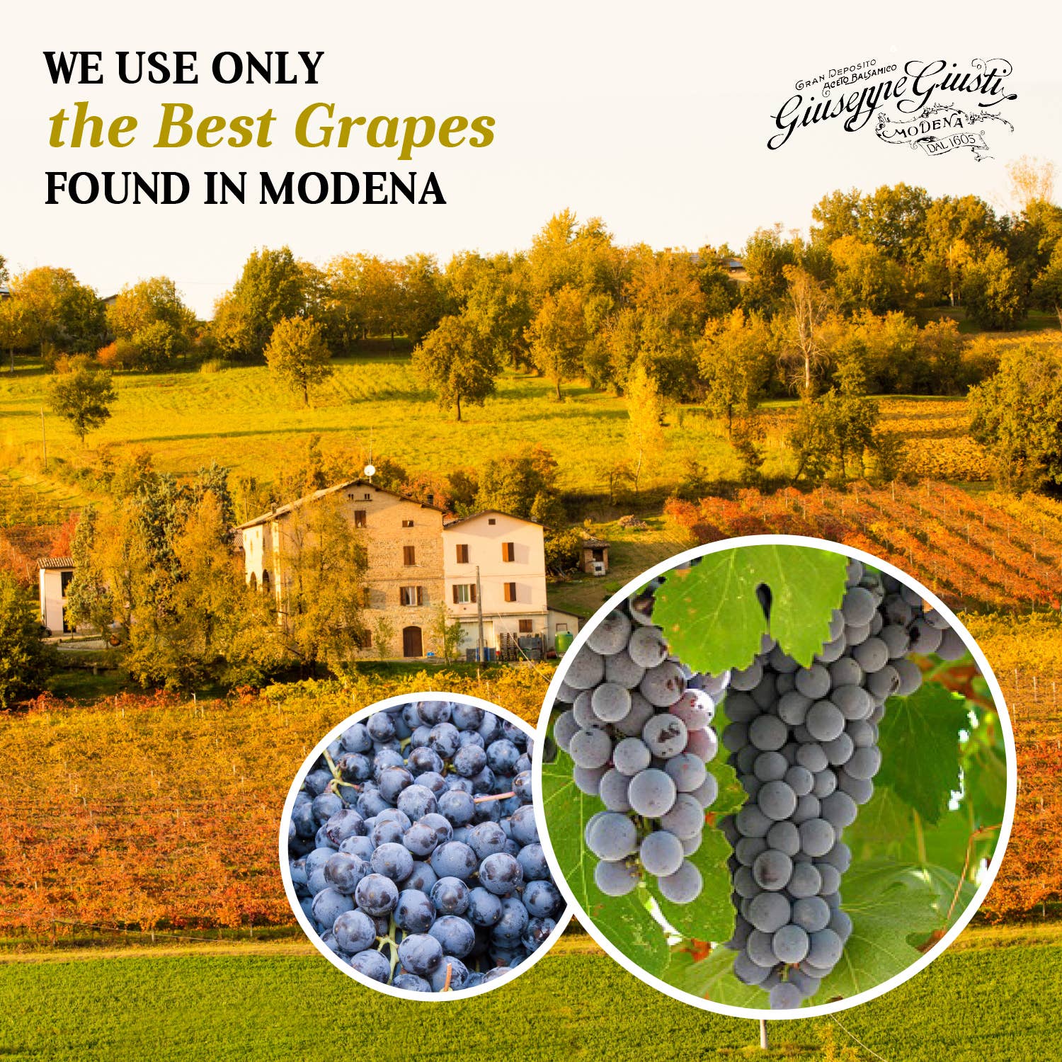 Giuseppe Giusti - 5 Gold Medals - Banda Rossa - Balsamic Vinegar - 20 Yr. - 3.38 oz. - Round Bottle