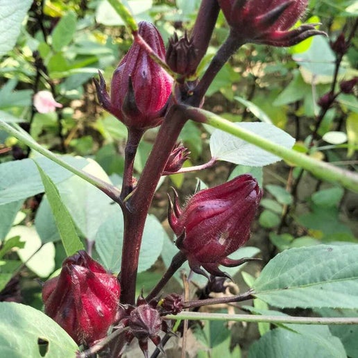 Burlap & Barrel - Rainy Season Hibiscus Powder