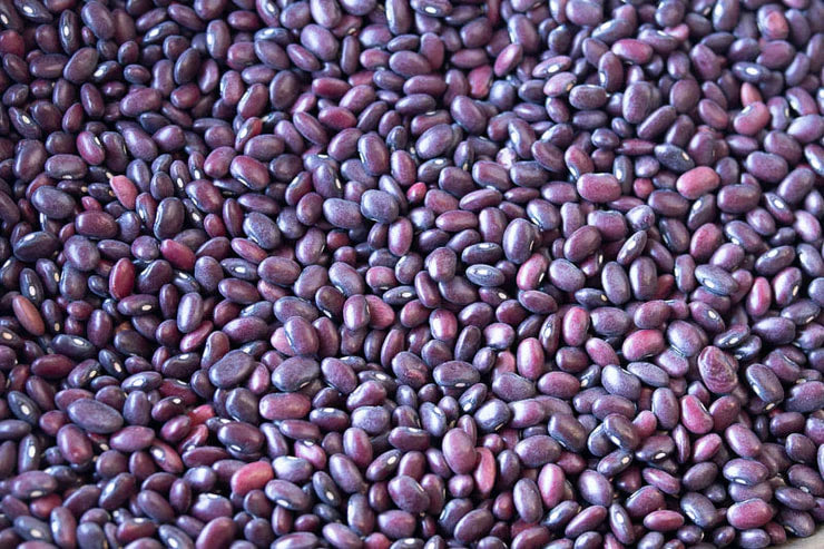 Rancho Gordo - Domingo Rojo Bean