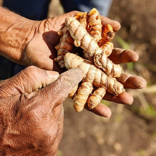 Burlap & Barrel - New Harvest Turmeric