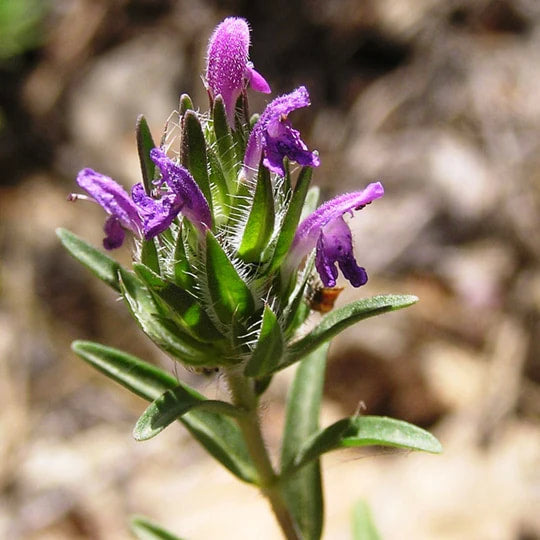Burlap & Barrel - Flowering Hyssop Thyme
