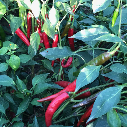 Burlap & Barrel - Kashmiri Chili Powder