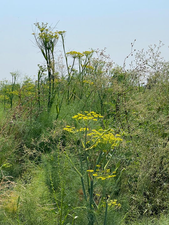 Burlap & Barrel - Lucknow Fennel Seed