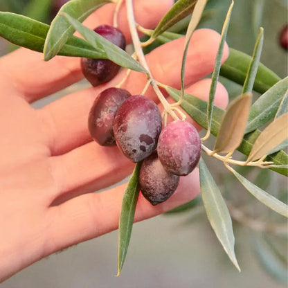 Graza - Sizzle - Olive Oil