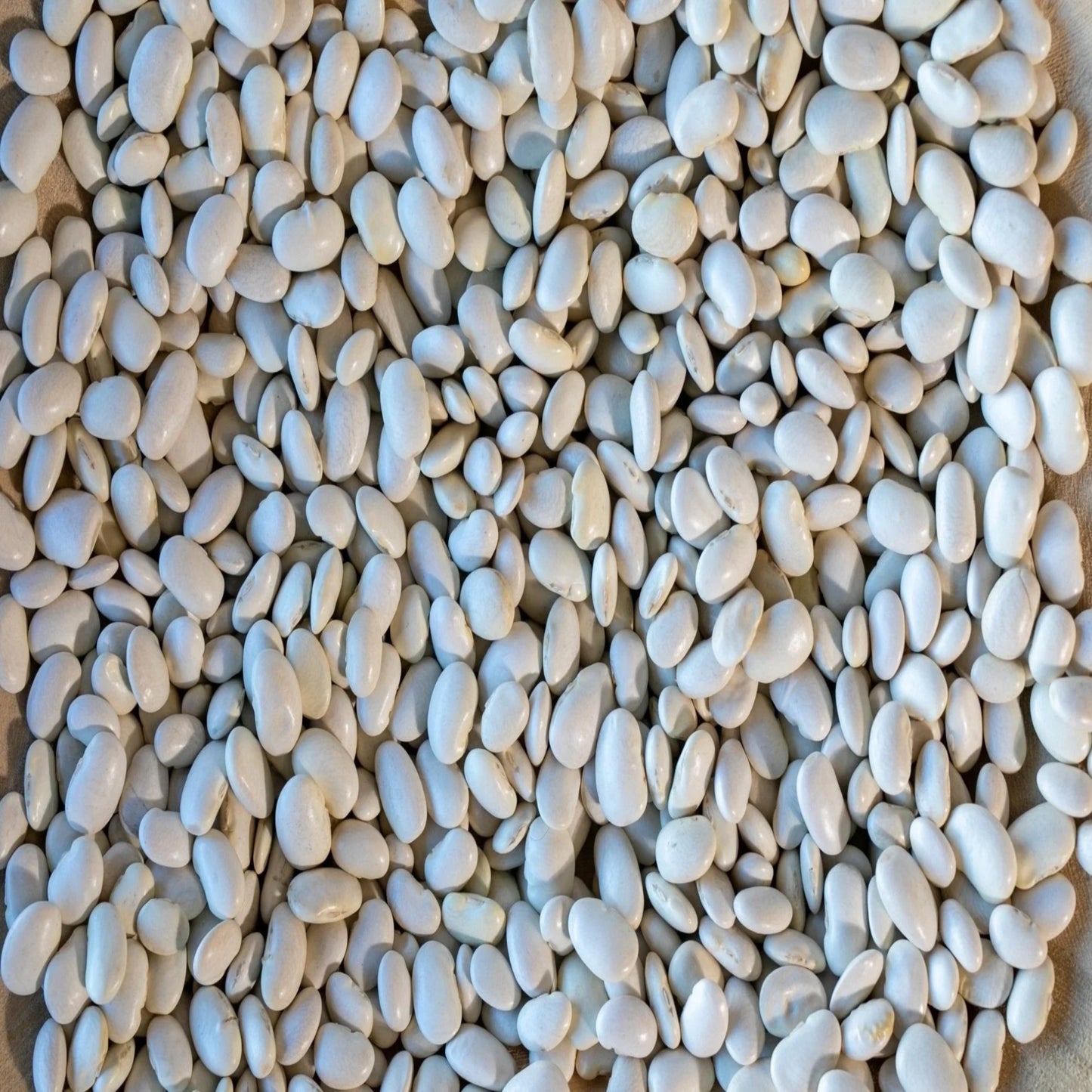 Rancho Gordo - Ayocote Blanco Bean