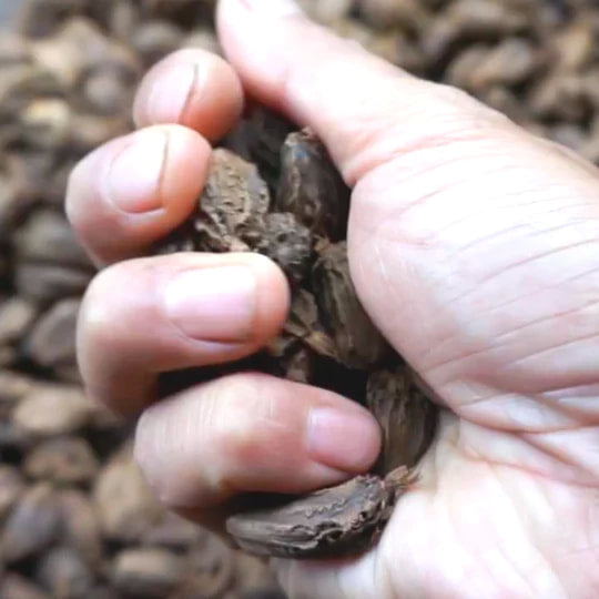 Burlap & Barrel - Smoked Black Cardamom (Ground)