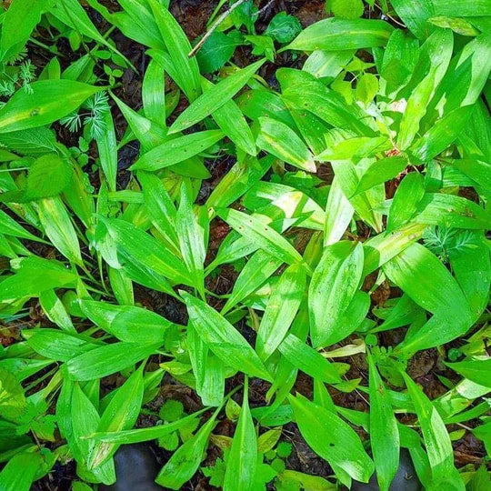 Burlap & Barrel - Wild Ramp Leaves