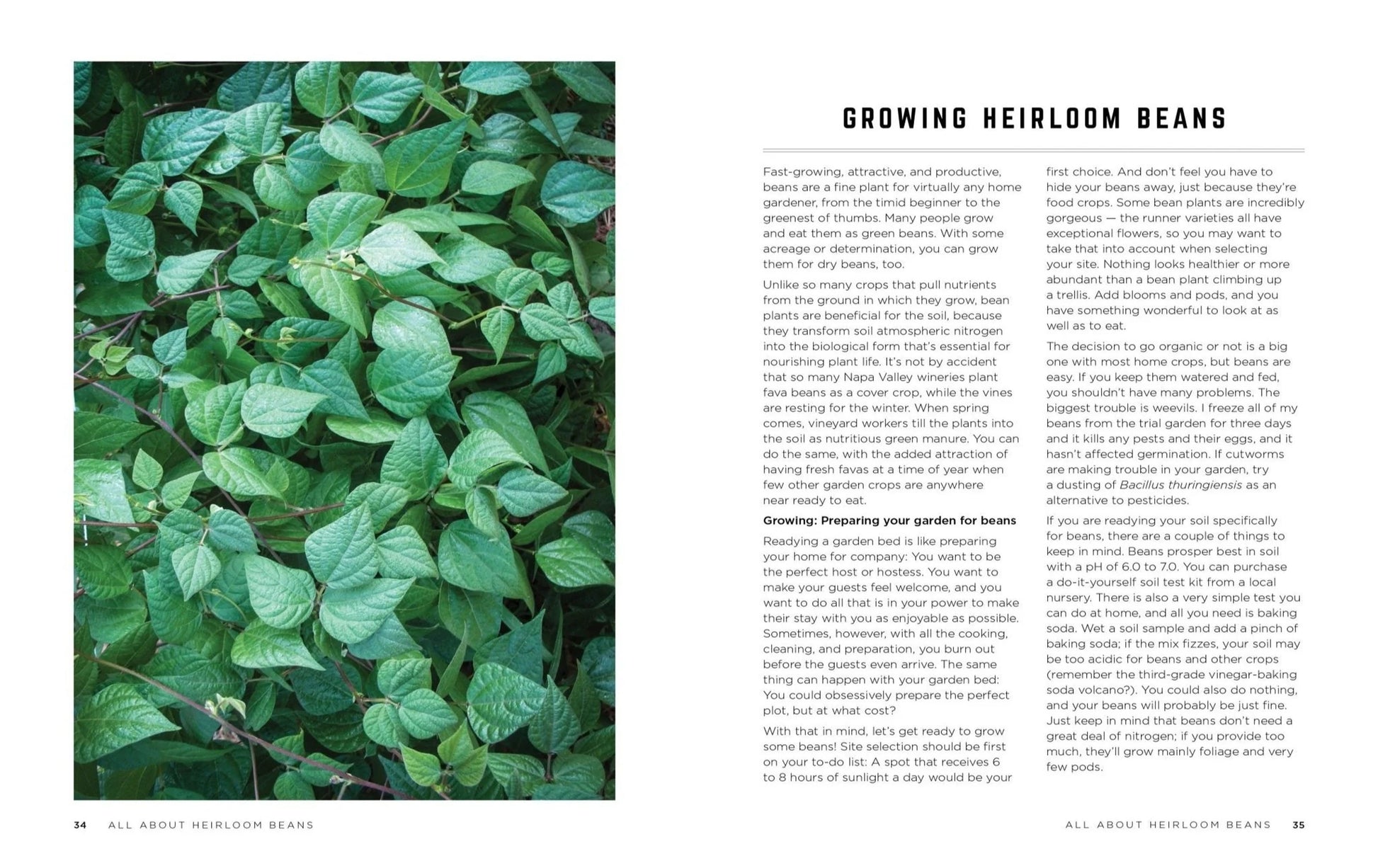 Rancho Gordo - The Rancho Gordo Heirloom Bean Guide