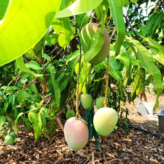 Burlap & Barrel - Alphonso Mango Amchur