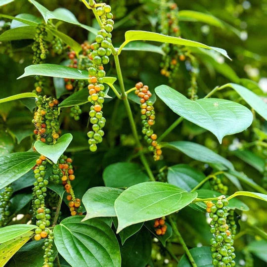 Burlap & Barrel - Robusta Black Peppercorns