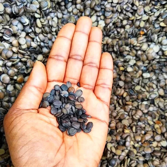Burlap & Barrel - IRU (Fermented Locust Beans)